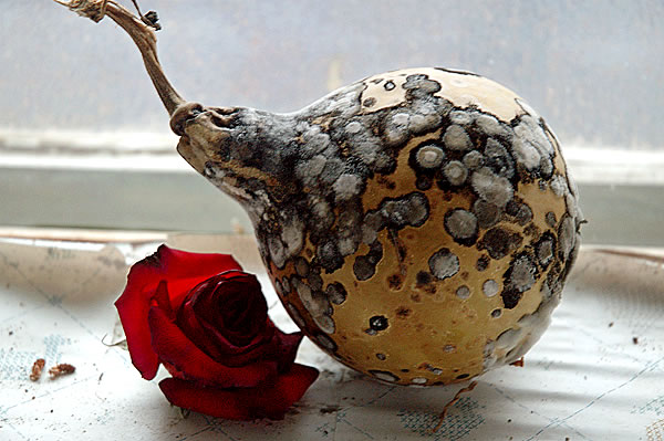 Rose and drying gourd