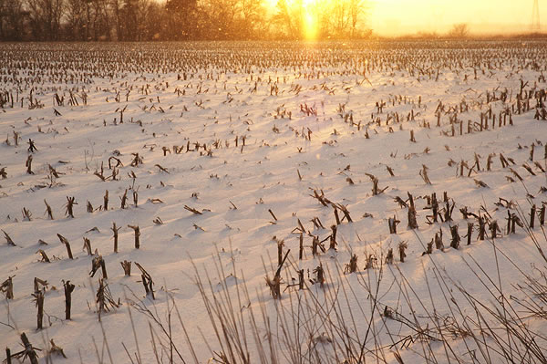 Sun setting on a snowy cornfield