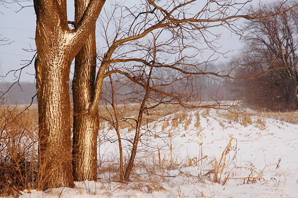 Trees and snowy field 