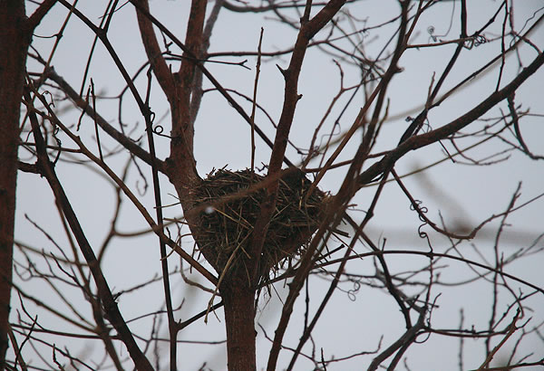 Birdnest in a tree