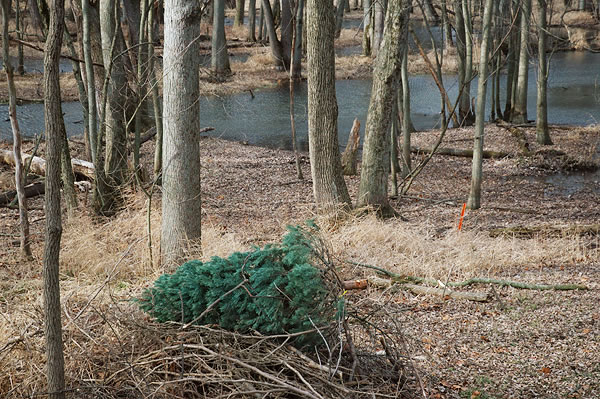 Christmas tree left in the woods, Koskiusko County
