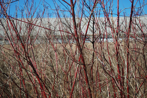 Red thicket in front of abandoned building, Kingsbury
