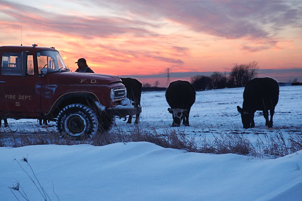 Feeding cattle at dusk