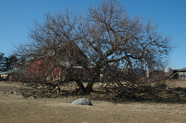 Tree in a barnlot, near Bruce Lake