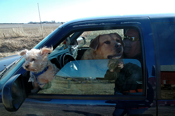 Taking the dogs for a ride, (self-portrait)