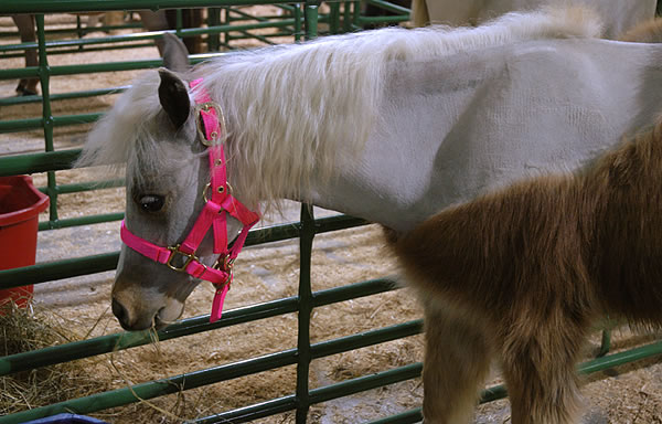 Shaved pony, Miniature Horse & Pony breeder sale, Shipshewana