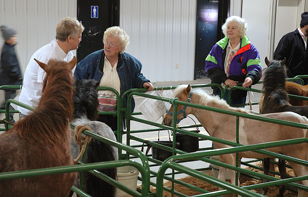 Looking over the ponies, Miniature Horse & Pony sale, Shipshewana