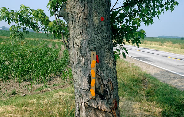 Reflectors nailed to a tree, Elkhart County 