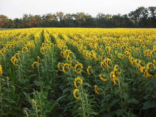 Sunflowers near Kingsbury Wildlife Area 