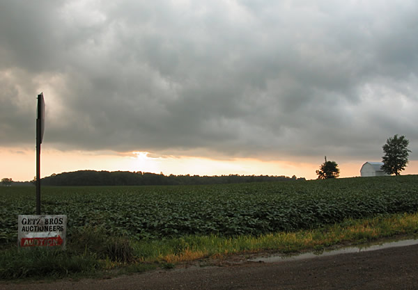 Clouds and beanfield