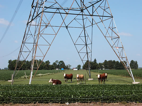 Cattle standing under a power line