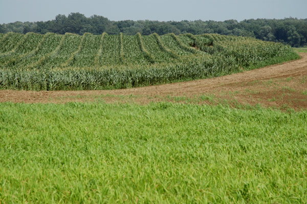 Detassled corn and grass, LaGrange County