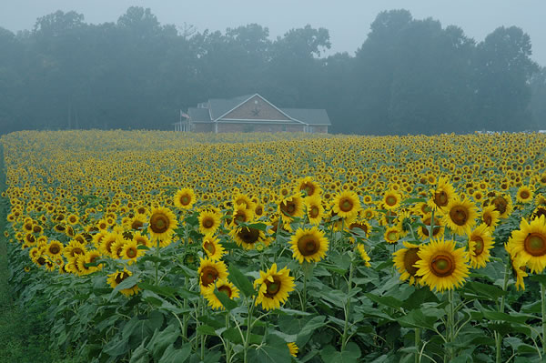 Field of sunflowers, Monroe County 