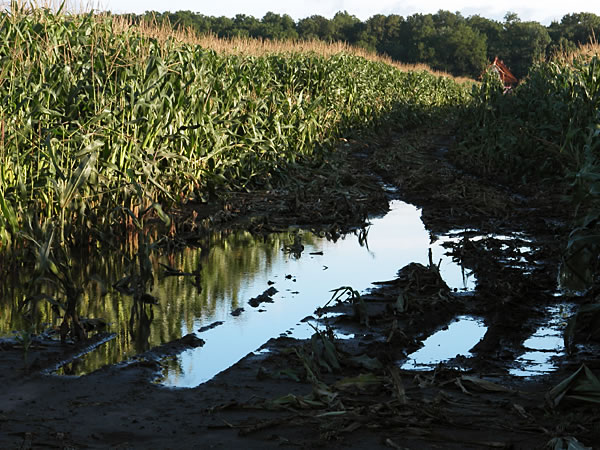 Irrigation path through cornfield