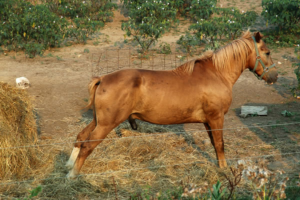 Horse peeing, Jimson Weed
