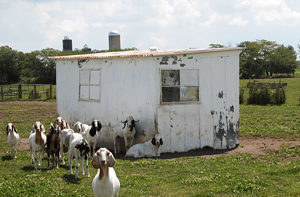 Goat shed, on SR 119