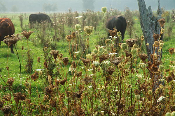 Cattle in pasture, early fall