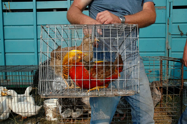 Rooster and hen, Animal Swap Meet and Flea Market, Starke County 