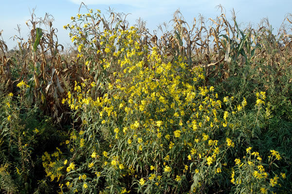 Flowers on the edge of a cornfield, Pulaski County