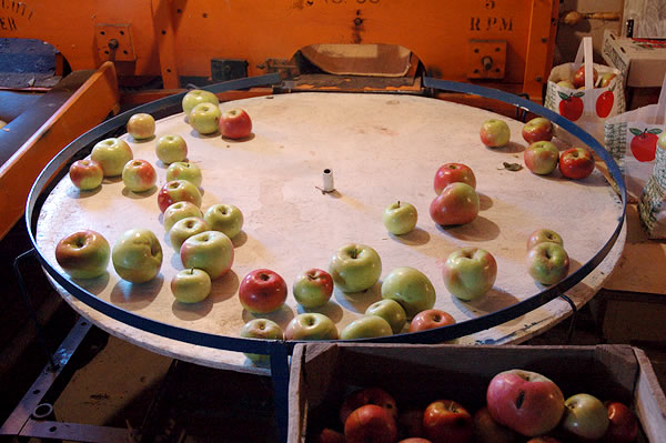 Apples at Eberly's Orchard, N. Liberty