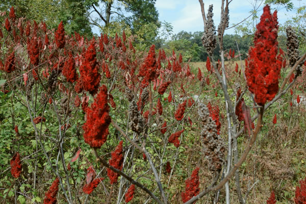 Large stand of staghorn sumac, near Monterey