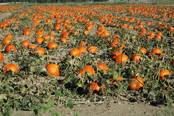 Pumpkin patch, near Topeka