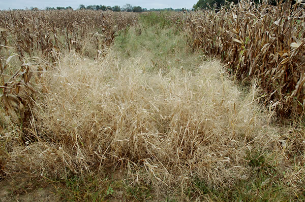 Dried grass in a cornfield