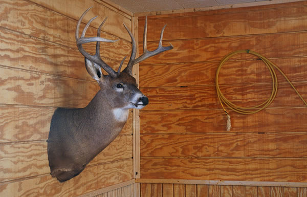 Deer on the wall, Welco's Truck Stop 