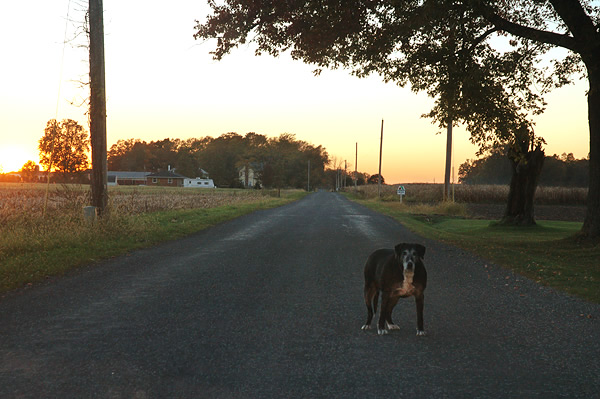 Old dog standing in the road, Elkhart County