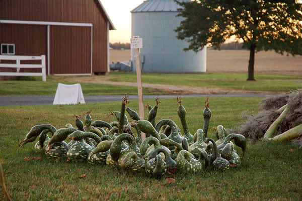 Gourds for sale, Elkhart County
