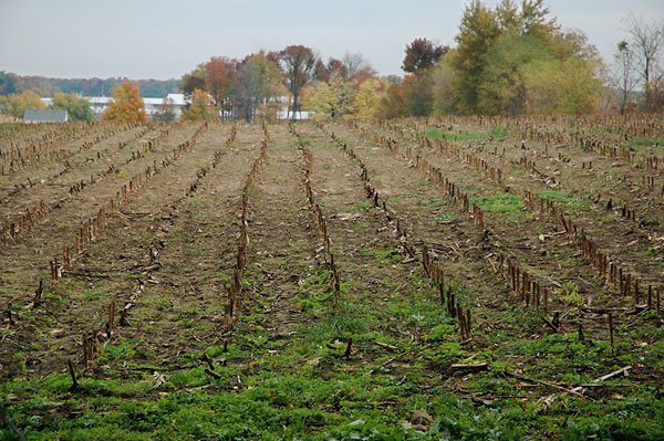 Harvested field, Elkhart County