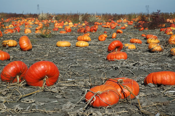 Pumpkin field, LaPorte County