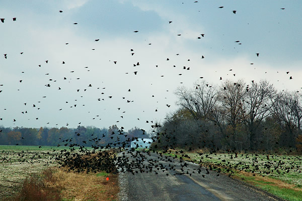 Migrating birds crossing the road, Koskiusko County