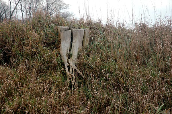 Worn stump on the edge of a ditch