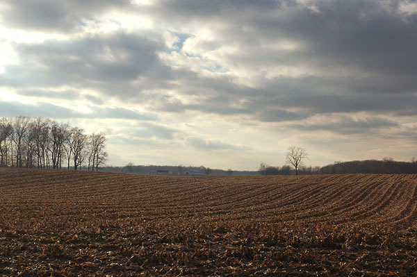 Harvested cornfield and sky