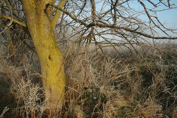 Green tree and frost