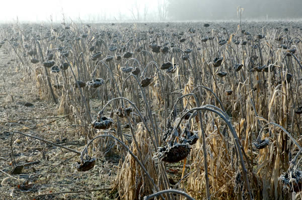 Frosted field of sunflowers