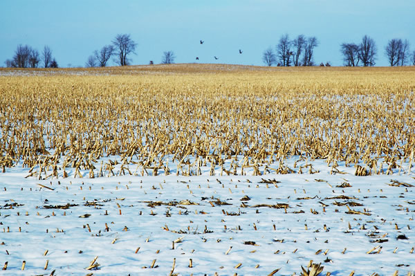 Snowy cornfield and birds, LaPorte County