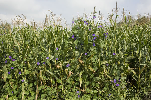 Morning glories growing in a cornfield, Starke County