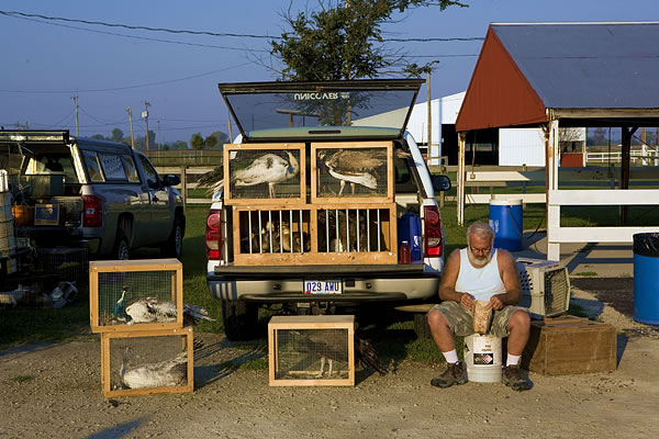 Man selling peacocks, Animal Swap Meet, Kankakee, IL