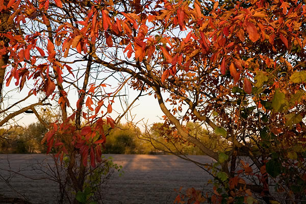 Red leaves and sunset, near Ora