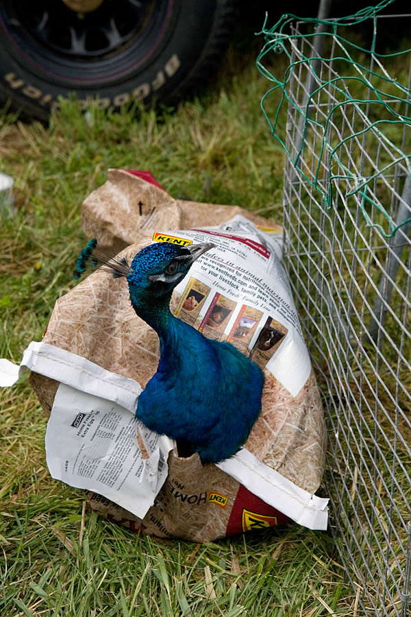 Peacock for sale, Animal Swap Meet, Ligonier
